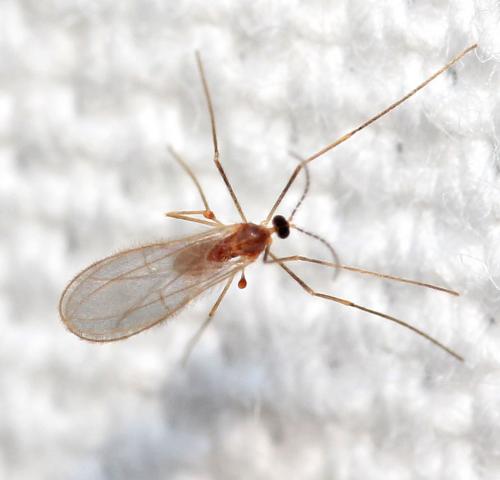 Réf. 181 259 : Cecidomyiinae inconnu